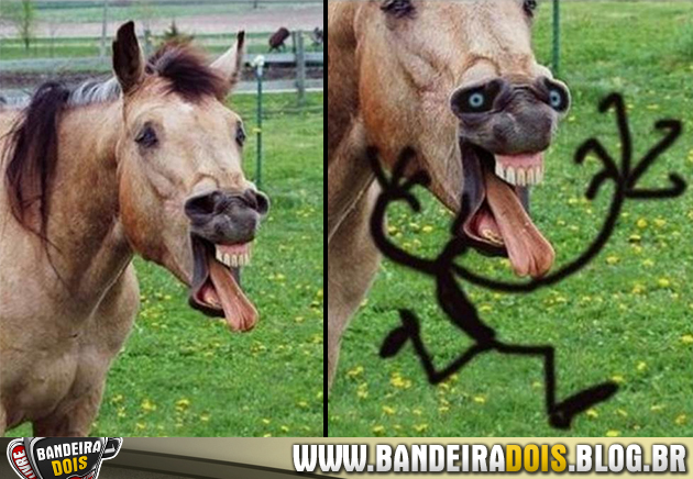 cavalo1.jpg